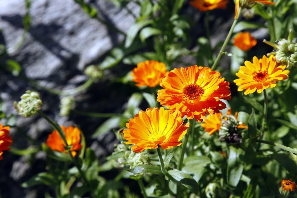 Børglum Cafehaven Bed & Breakfast 部屋 写真